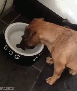 dog bone in bowl & dog.gif