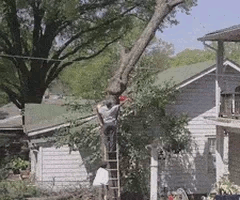 tree falling.gif