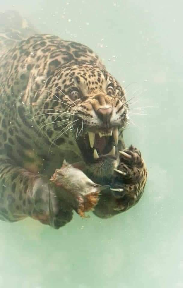 jaguar swimming 1.jpg