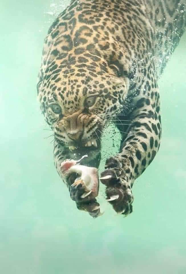 jaguar swimming 3.jpg