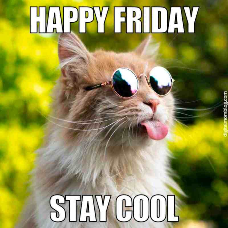 Happy friday stay cool.jpg