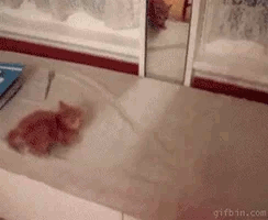 baby kitten.gif