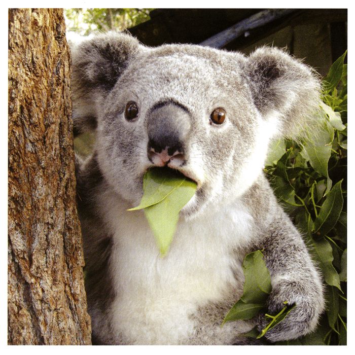 Surprised Koala.jpg