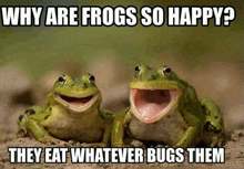 why are frogs happy.gif