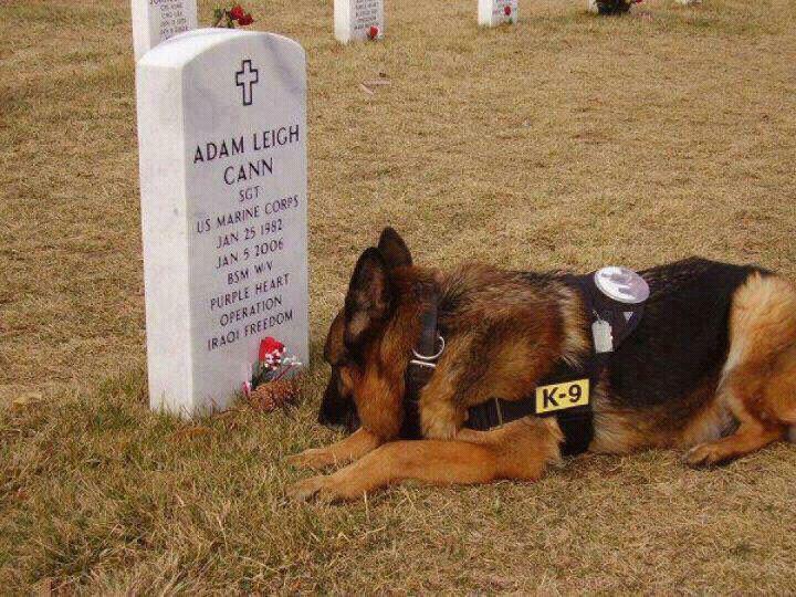 Even military dogs never forget.jpg