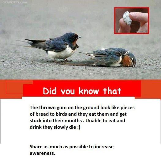 thrown gum on the ground.jpg