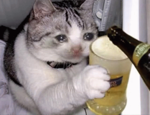 cat with bier.gif