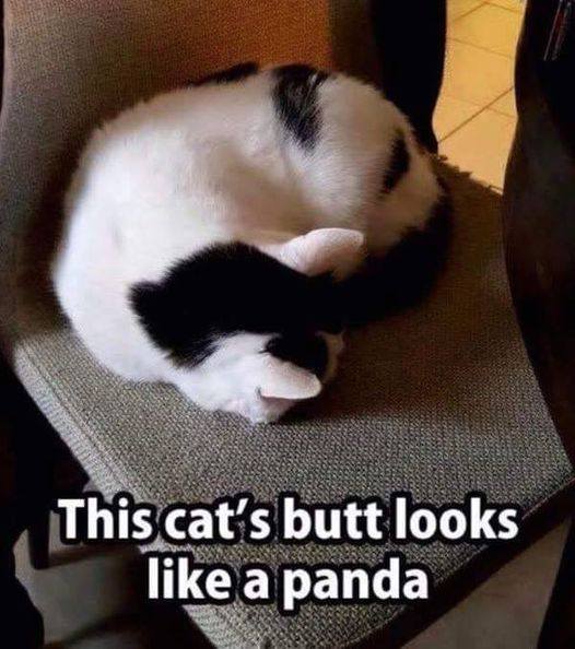 cat with panda butt.jpg
