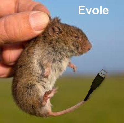evole.jpg