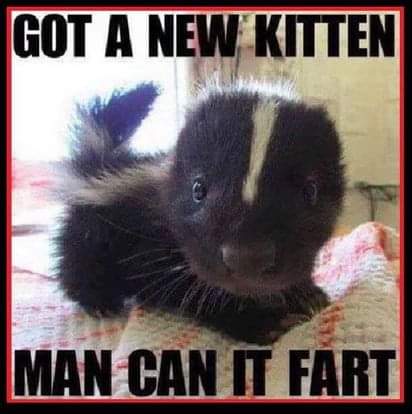 stinky kitten.jpg