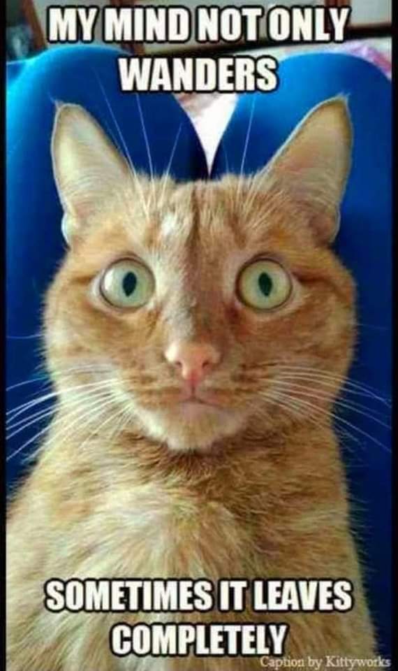my mind not just wanders.jpg