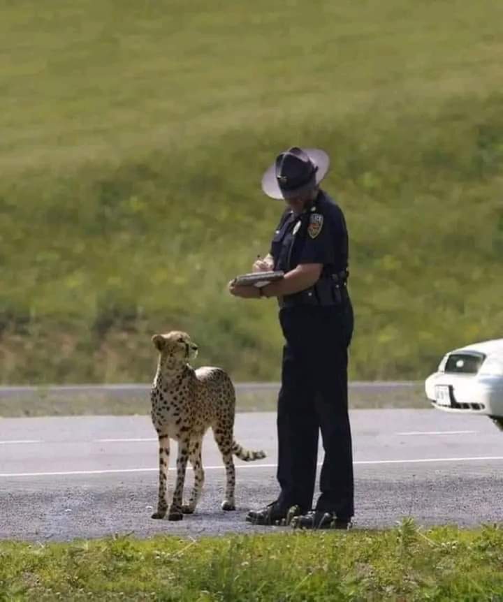 speeding ticket.jpg
