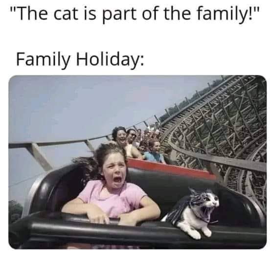 cat is family.jpg