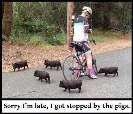 stopped by the pigs.jpg