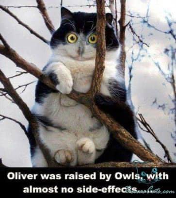 cat raised by owls.jpg