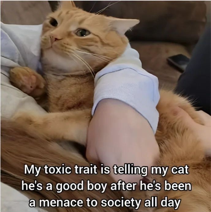 my toxic trait.jpeg