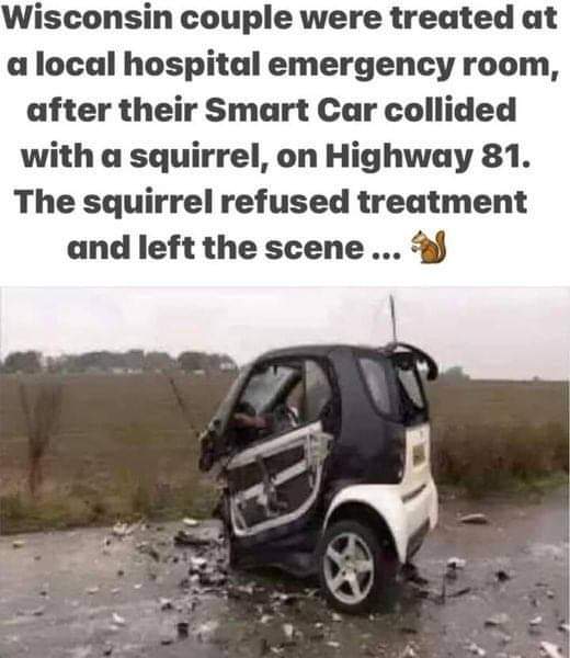 squirrel vs smart car.jpg