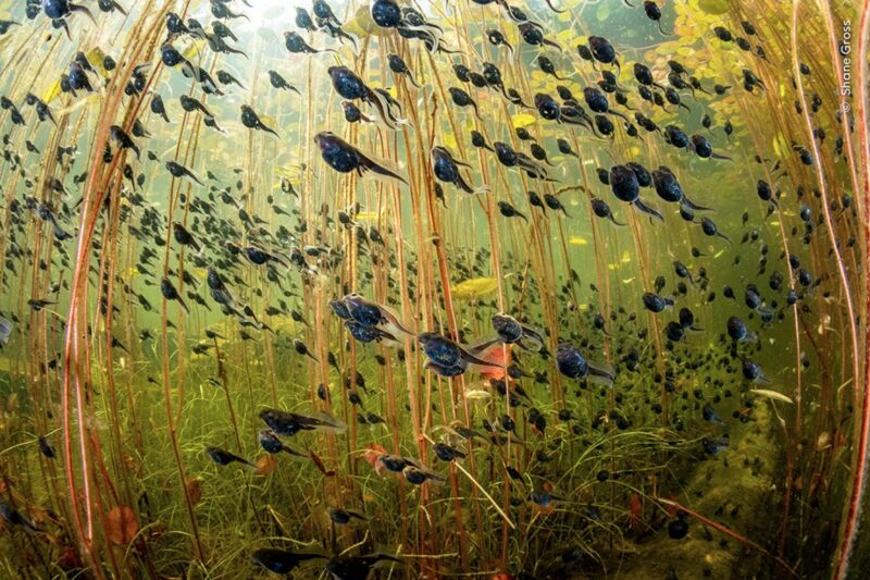 black and gold western toad tadpoles in lily pads.jpg