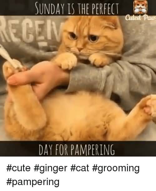Sunday is the purrfect day for pampering.jpg