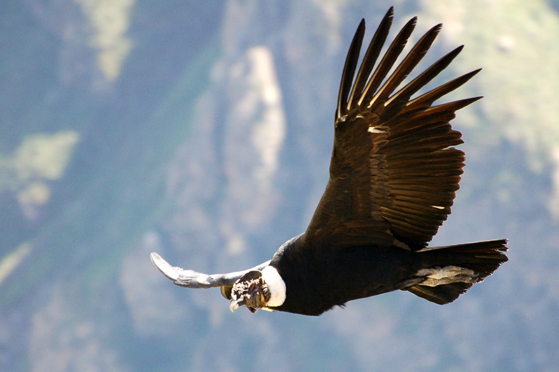 Condor.jpg