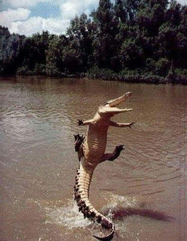 happy gator.jpg