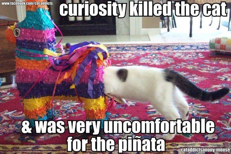 curosity killed the cat.jpg