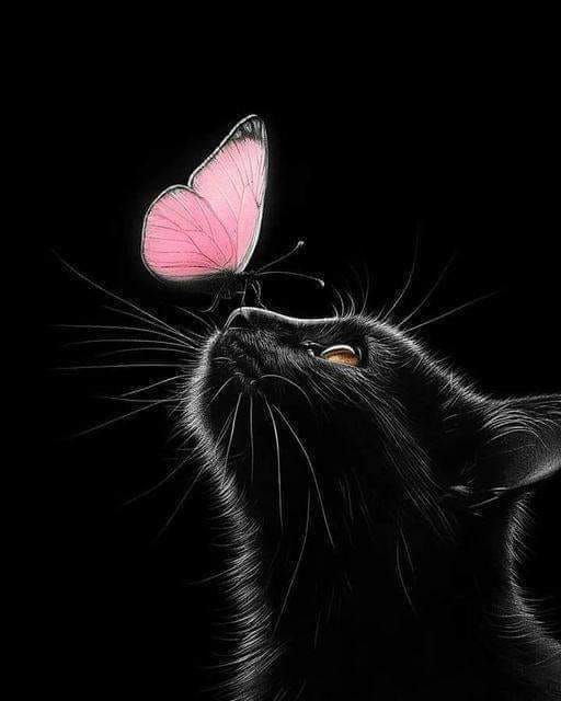 black cat and butterfly.jpg