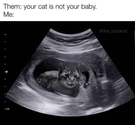 cat is baby.jpg