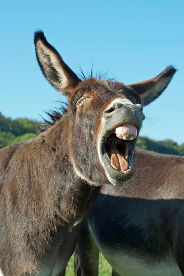 Jackass braying........jpg