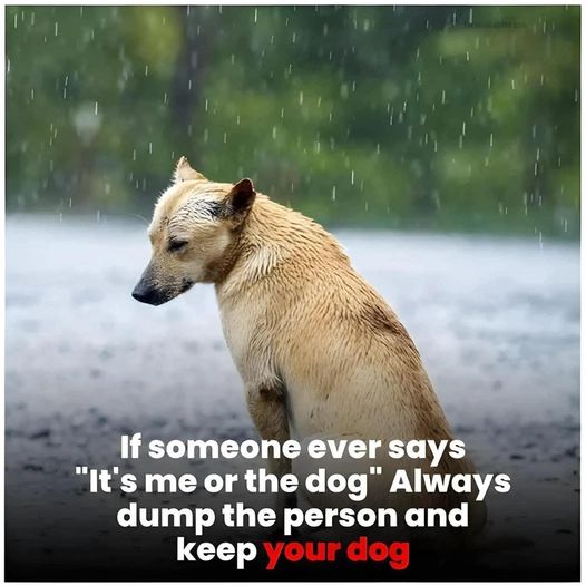 keep the dog.jpg
