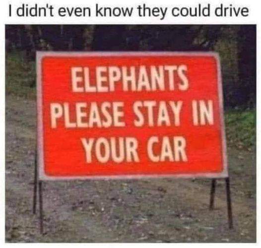 elephants  stay in your car.jpg