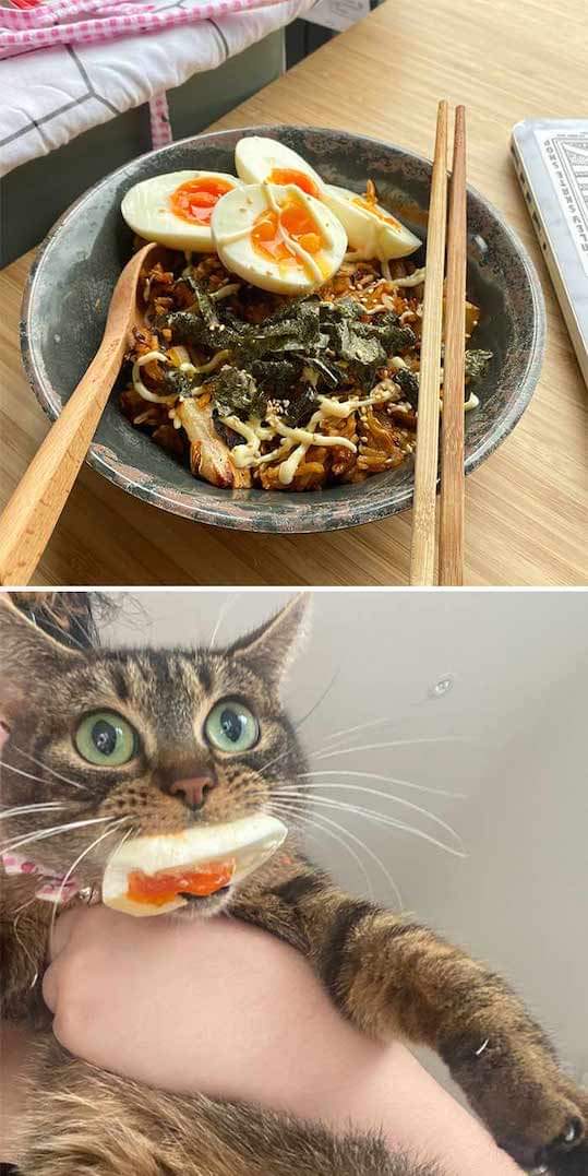 egg stealing cat.jpg