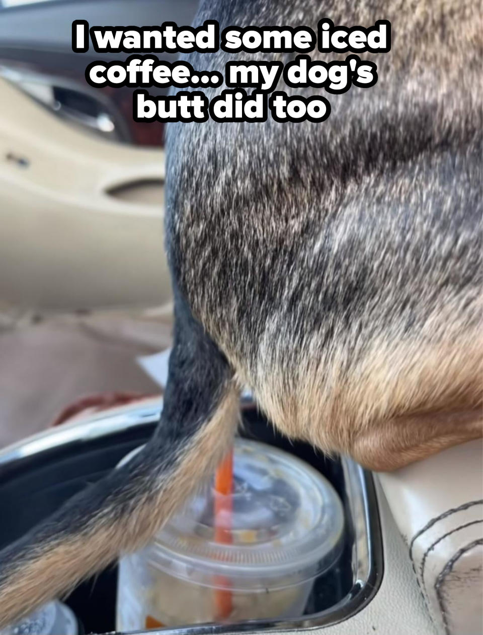 dog butt flavored iced coffee.jpg