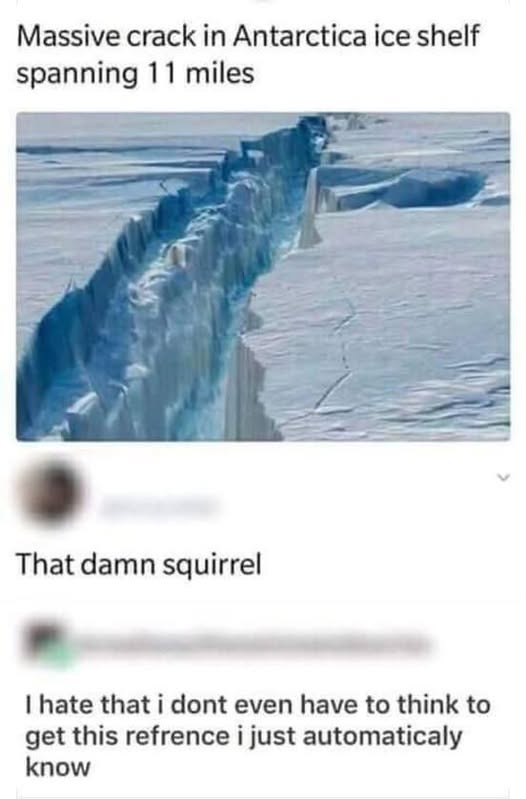 damned squirrel.jpg
