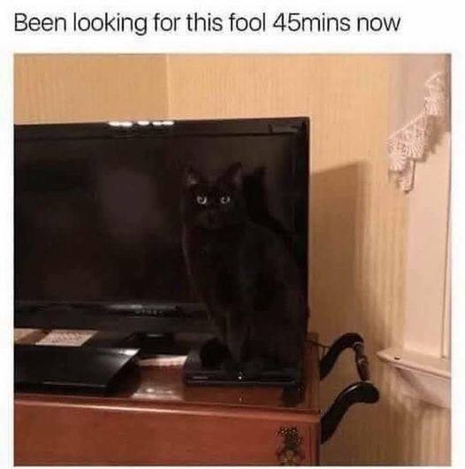 looking for black cat.jpg