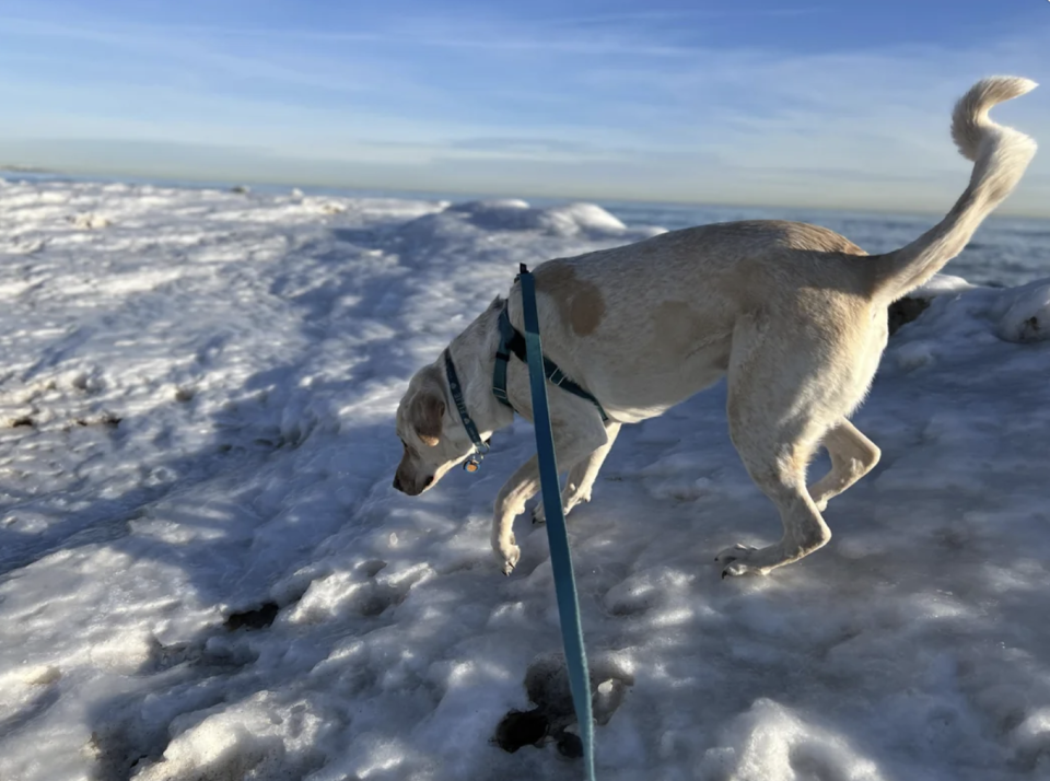 dog is not walking on clouds.png