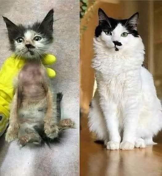 rescued kitten grew up.jpg
