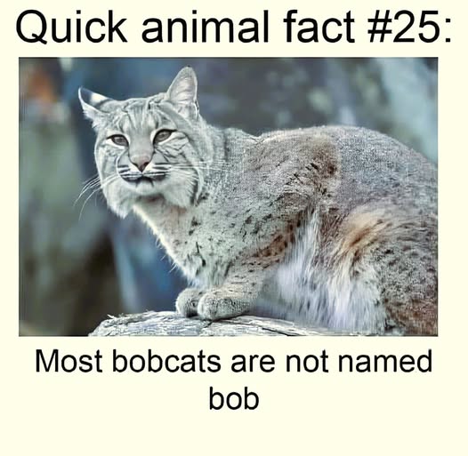 not named bob.jpg