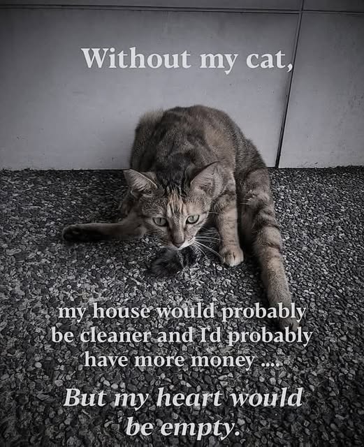 without my cat.jpg