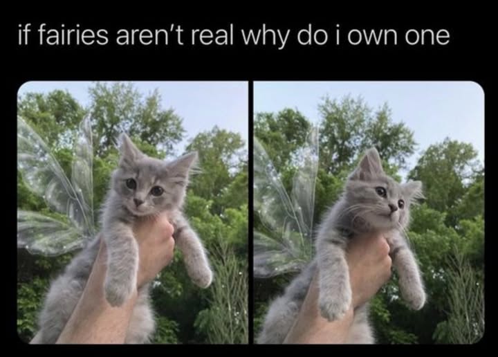 cat fairie.jpg