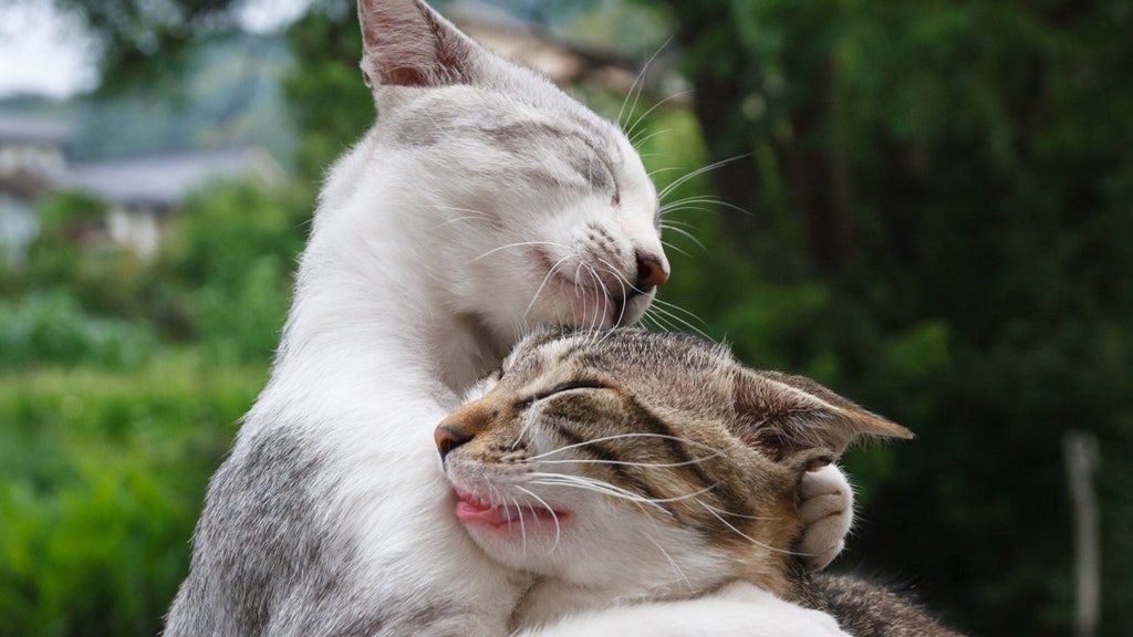 fluffy love.jpg