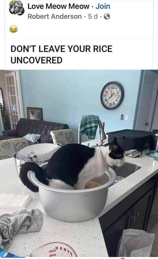 uncovered rice.jpg