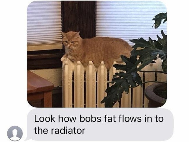 cat on radiator.jpg