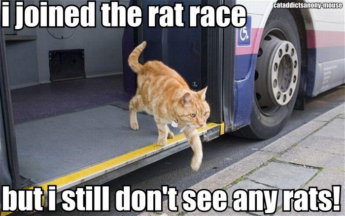 no rats in the rat race.jpg