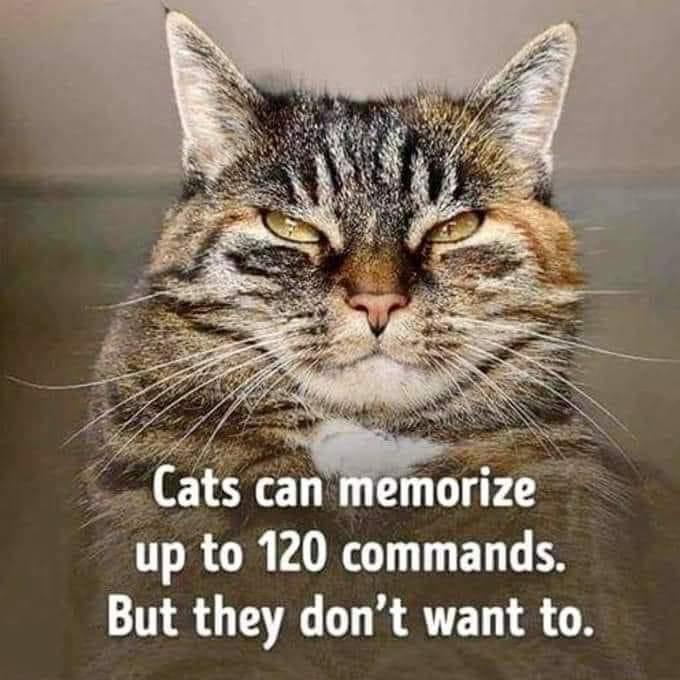 cats don't want to memorize commands.jpg