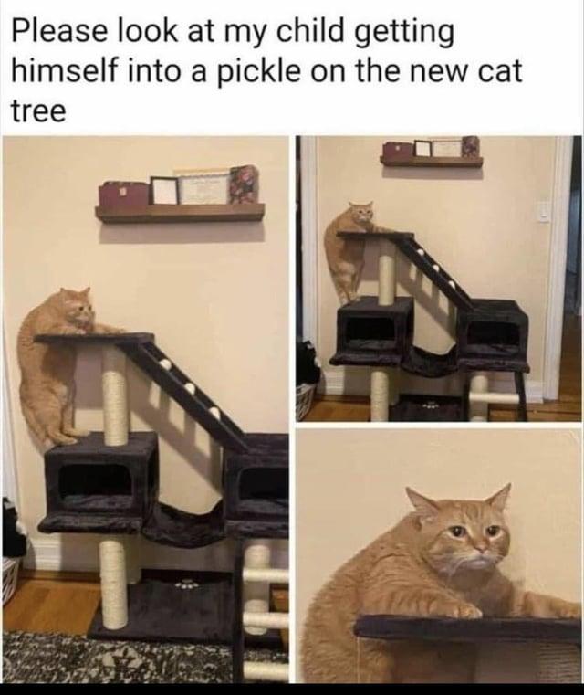 a cat situation.jpg