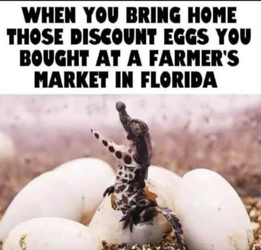 discount eggs from florida.jpg