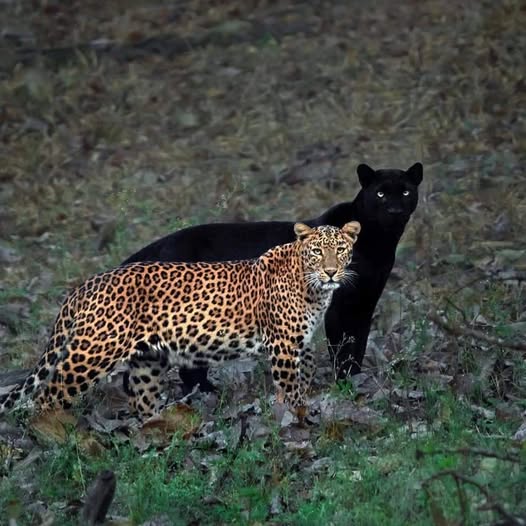 Saaya and Cleopatra   from the real black panther.jpg