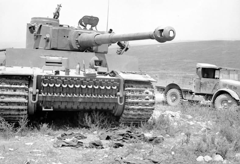Tiger 131.jpg