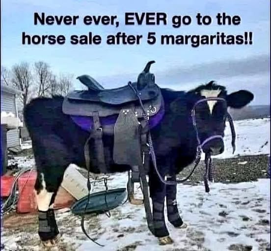 horse sale after margaritas.jpg